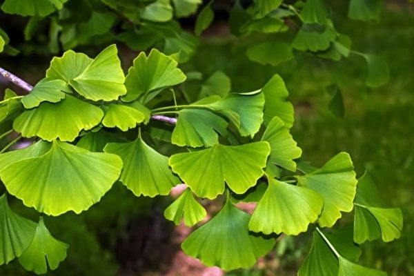 Ginkgo Biloba Extract: Nature’s Ancient Remedy for Modern Health